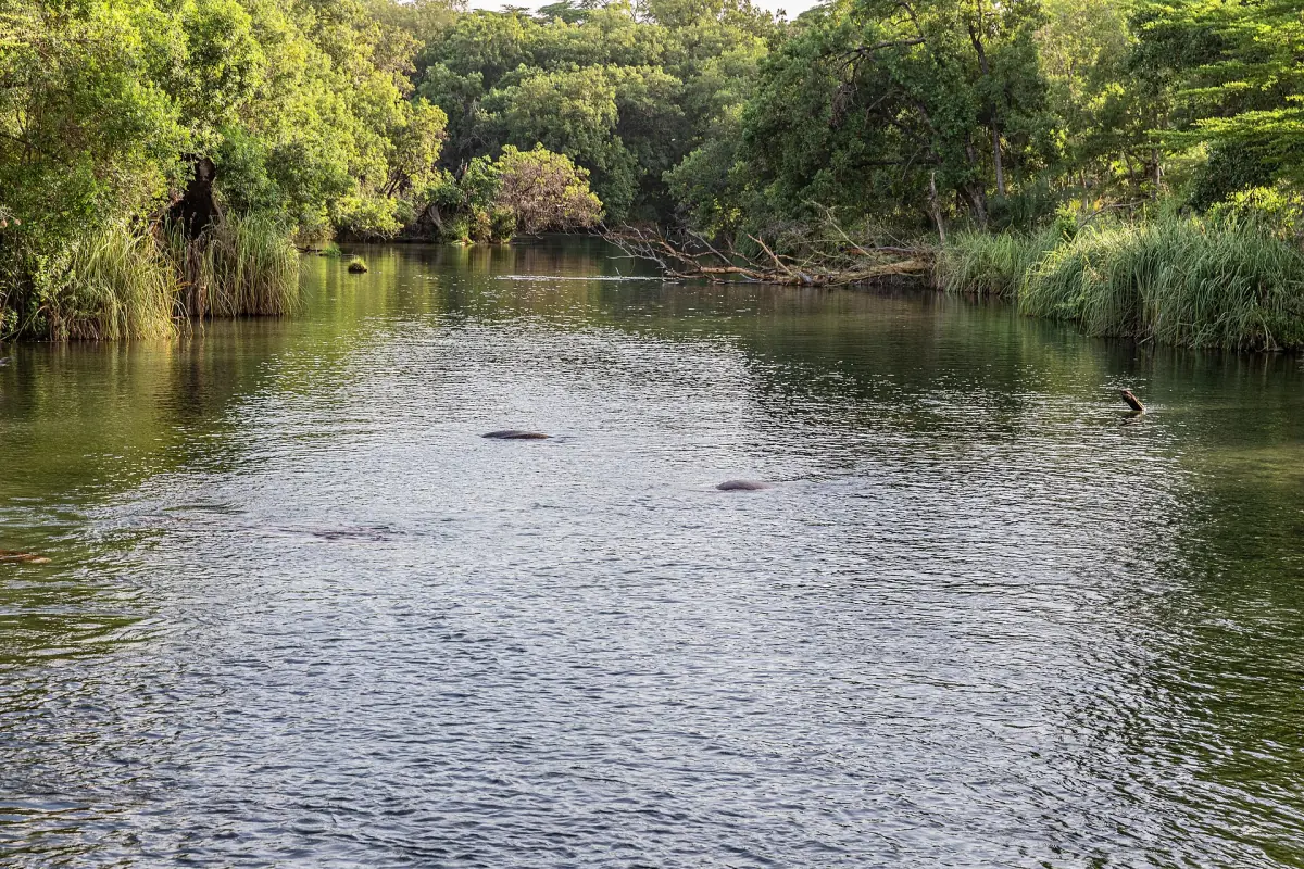 Calm turquoise pool lined by lush trees at Mzima Springs in Tsavo West
