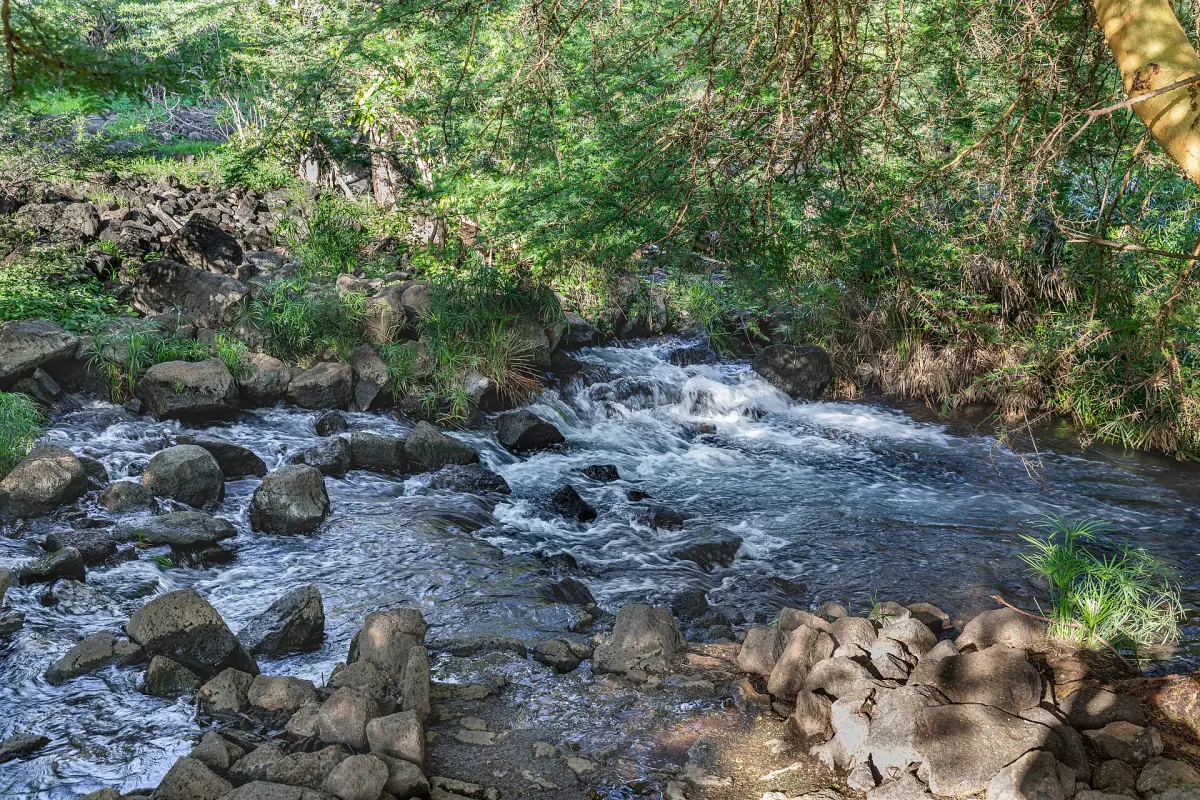 Clear spring water flowing over rocks under green trees at Mzima Springs