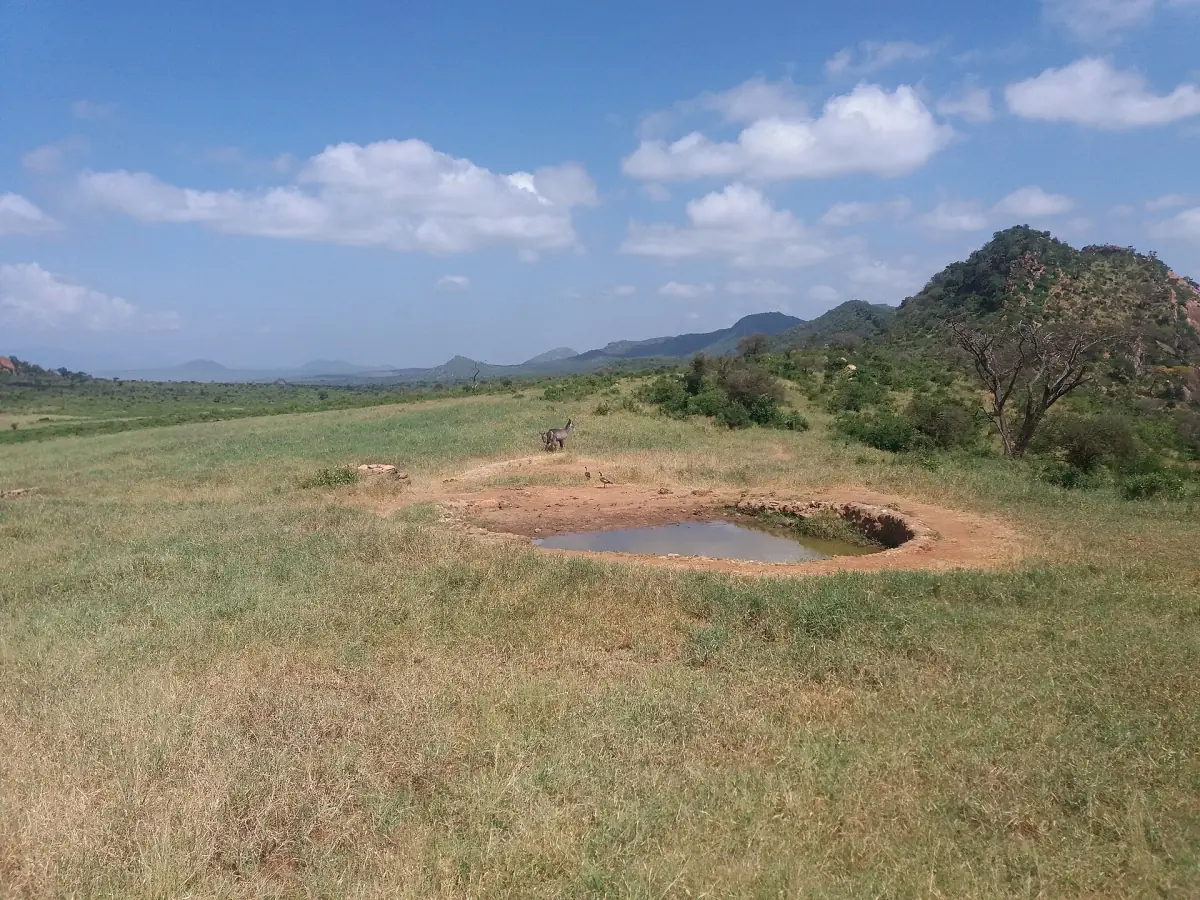 Grassy plain with a small waterhole near a safari lodge at Ngulia in Tsavo West
