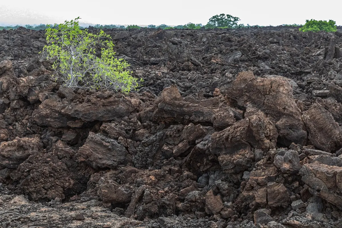 Black rough lava rocks of the Shetani lava flow with a green bush