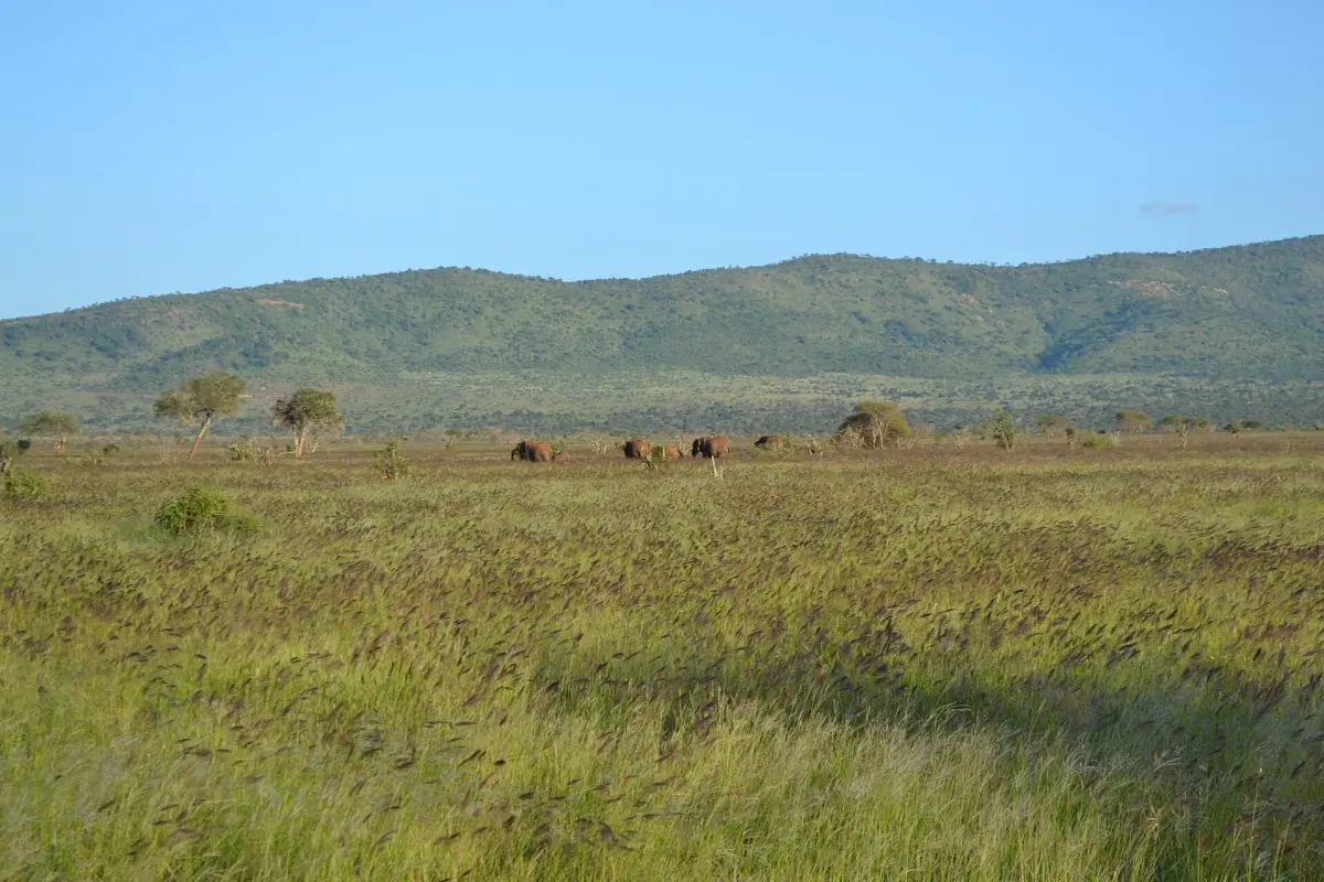 Green grassland below the forested ridge of the Taita Hills in clear light