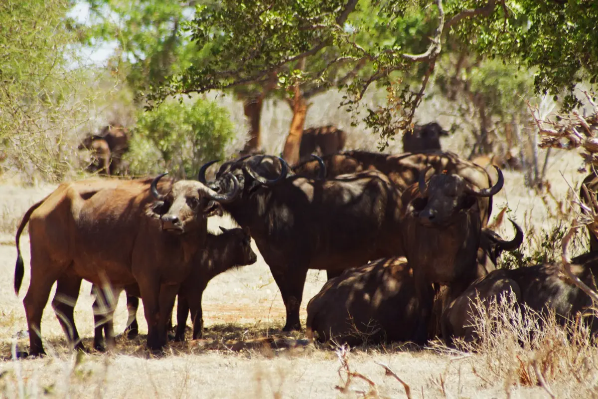 Cape buffalo herd resting in the shade of trees in Tsavo East