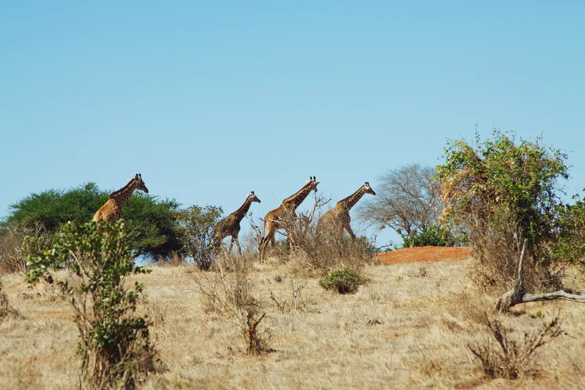 Several giraffes walking through dry bush in Tsavo East National Park