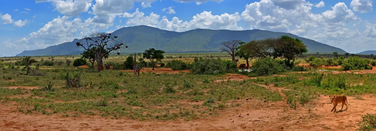 Wide panorama of Tsavo East savanna with acacia trees and distant hills