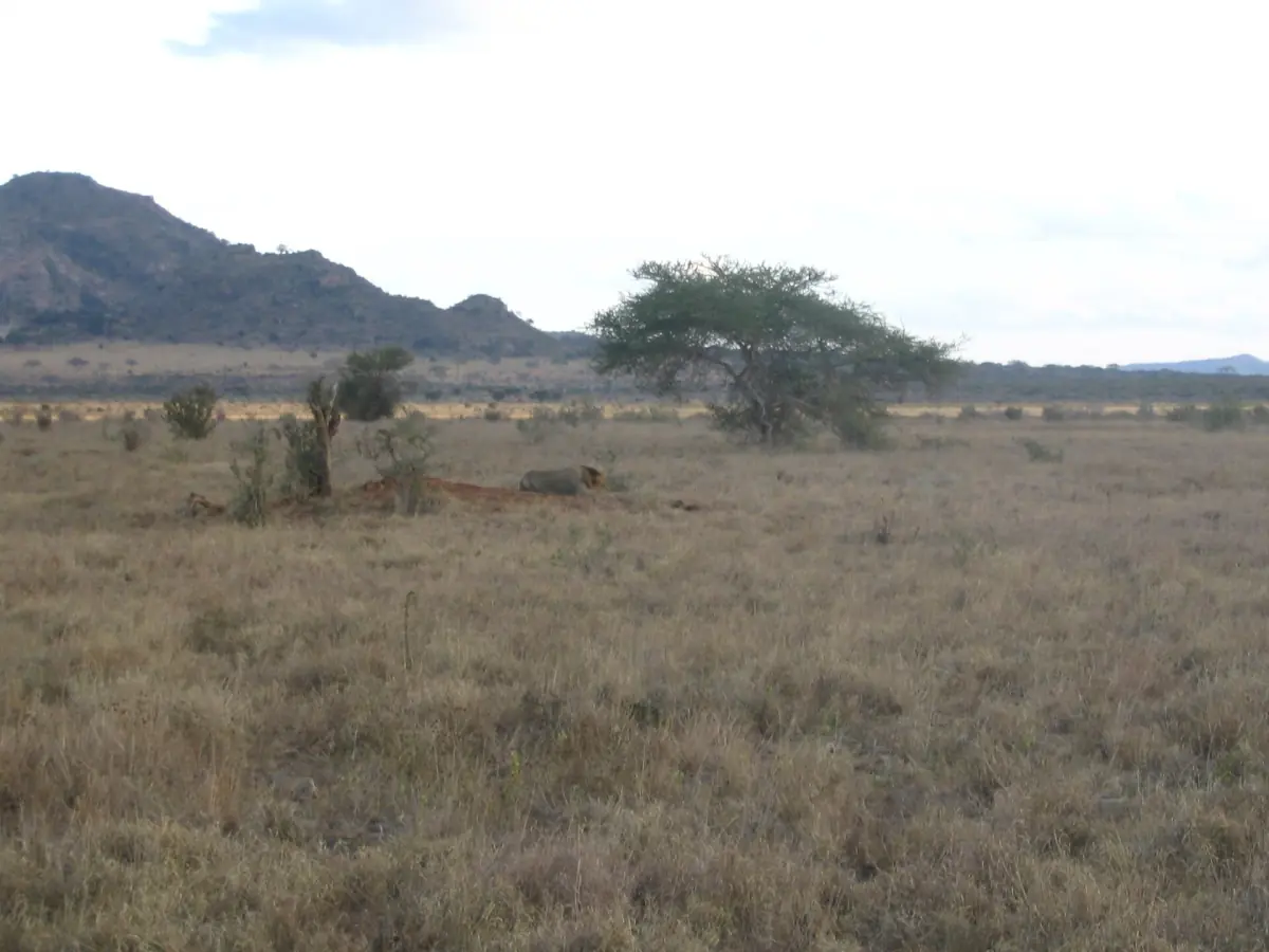 Dry grass plain with acacia and rocky hills in Tsavo East National Park