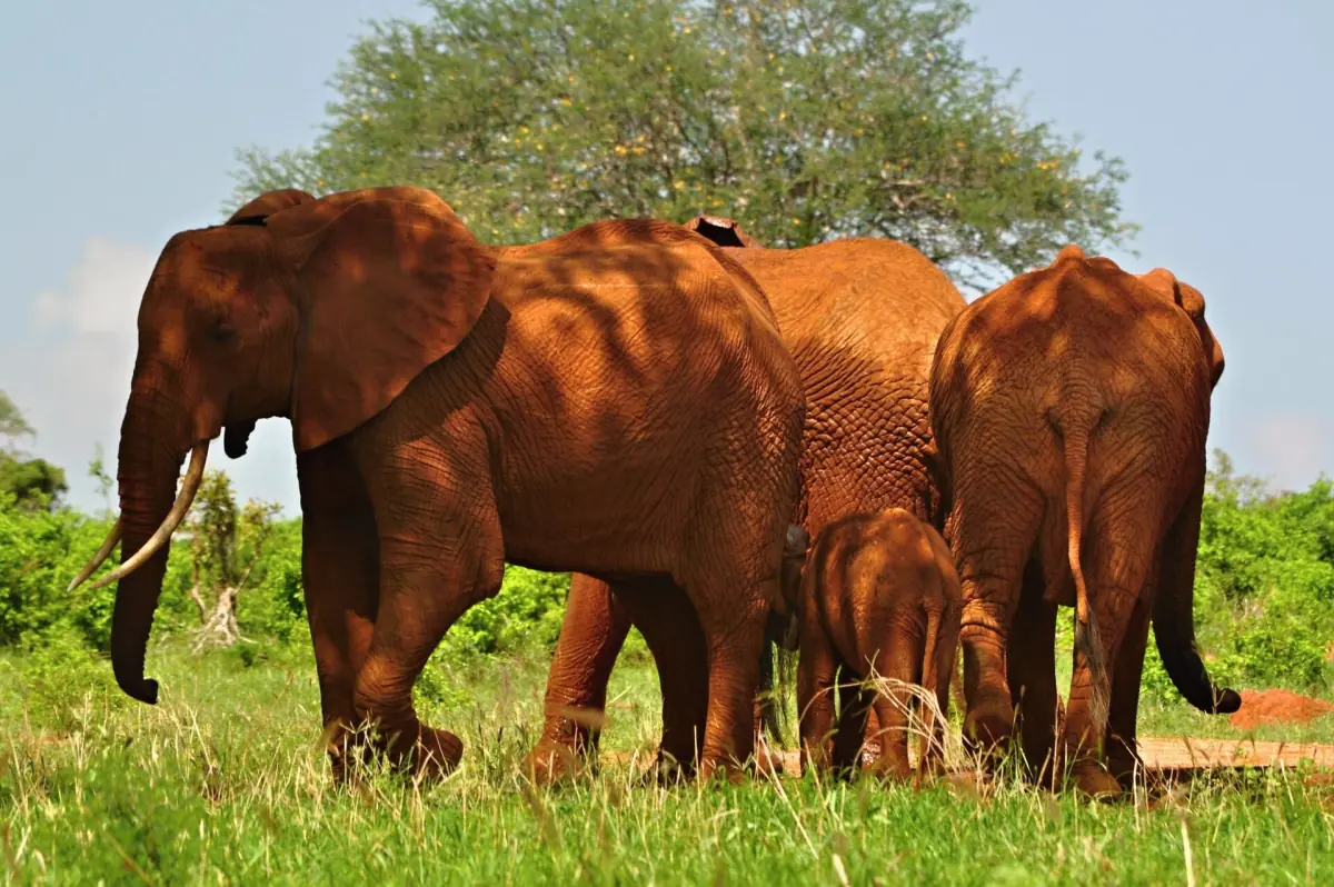Family of red elephants with a calf beside fresh green bush in Tsavo East