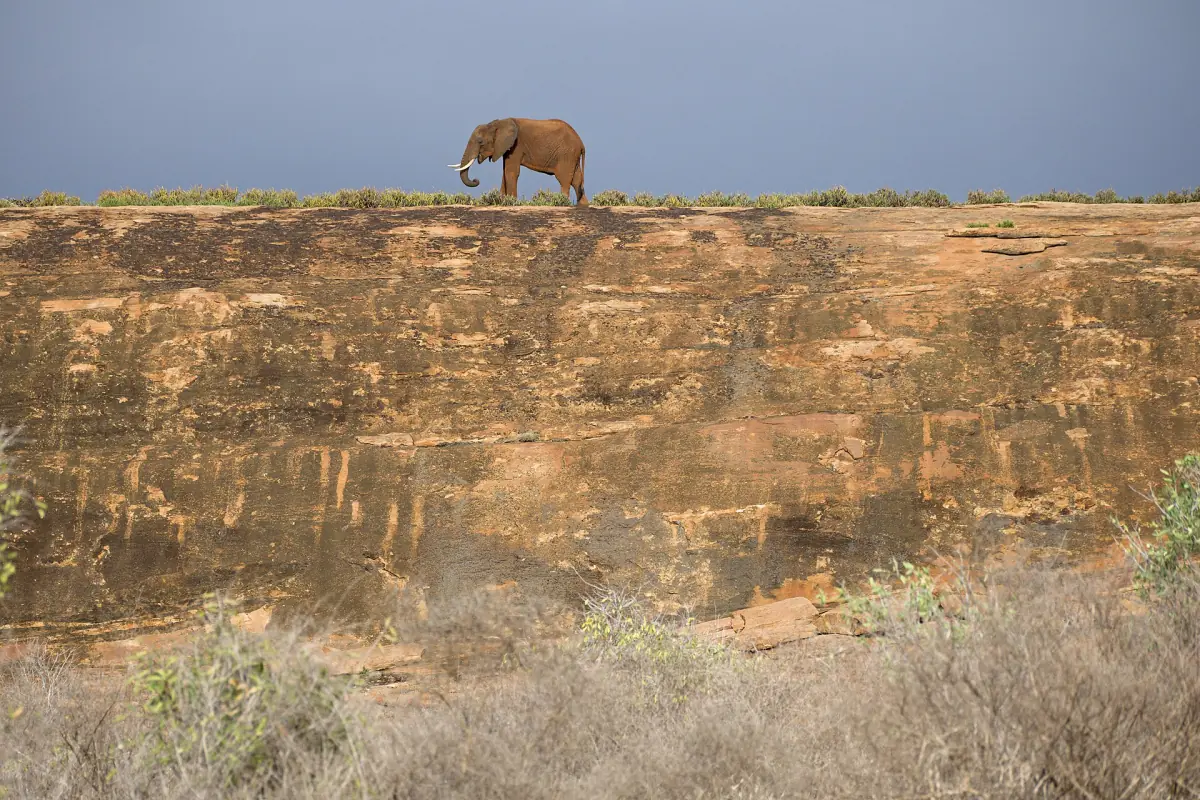 Lone elephant standing on top of the long Mudanda Rock in Tsavo East