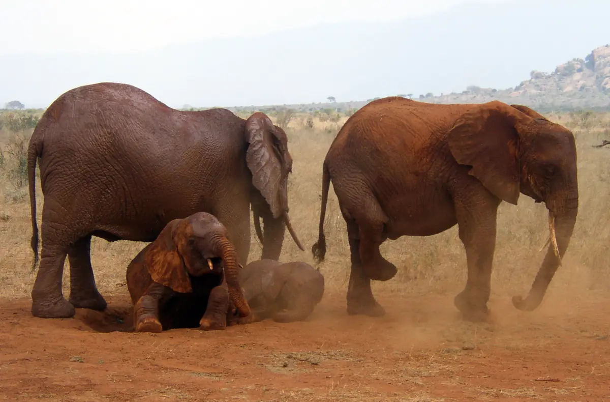 Elephants and a calf covering themselves in red dust at Tsavo East