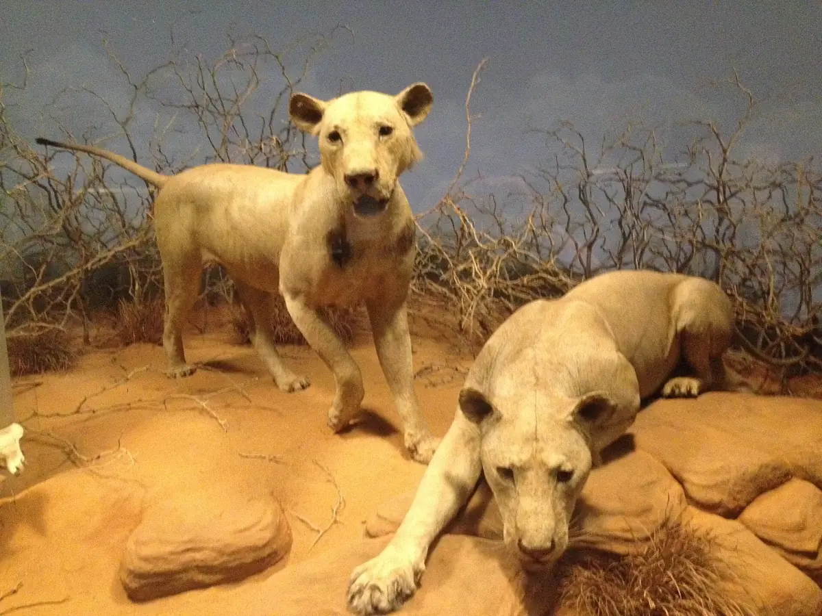 Mounted Tsavo man-eater lions in a diorama at the Field Museum in Chicago
