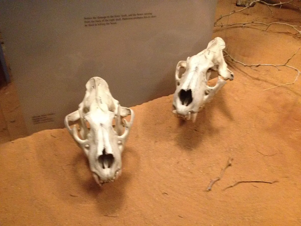 Two lion skulls of the Tsavo man-eaters on display at the Field Museum