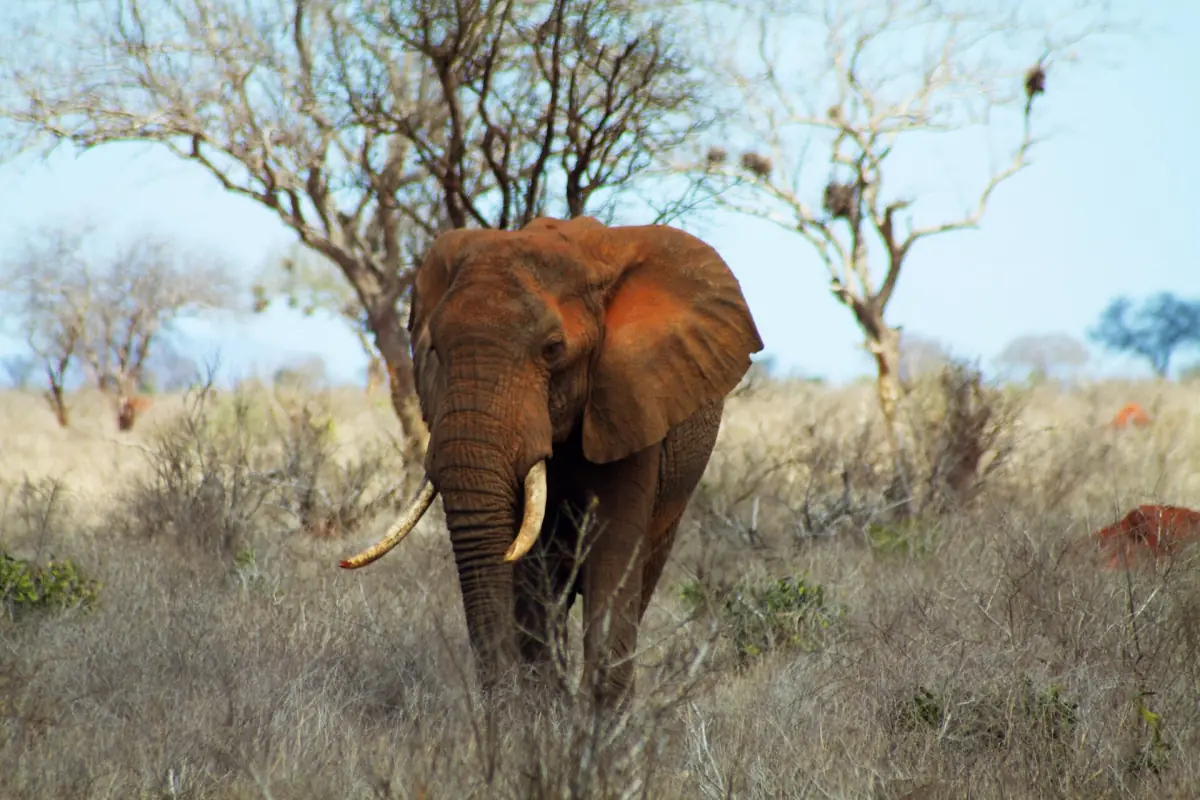 Large red tusker elephant standing among thorn bushes in Tsavo East