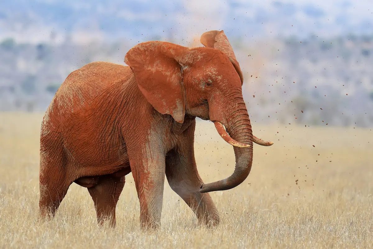 Red dusted elephant walking across dry golden grassland in Tsavo East