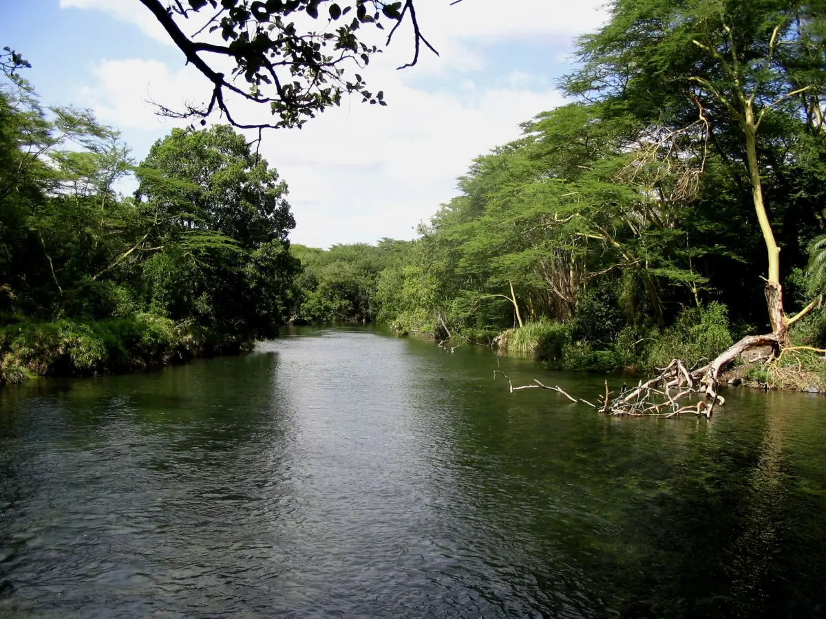 Calm Tsavo River flowing between green trees in Tsavo West National Park