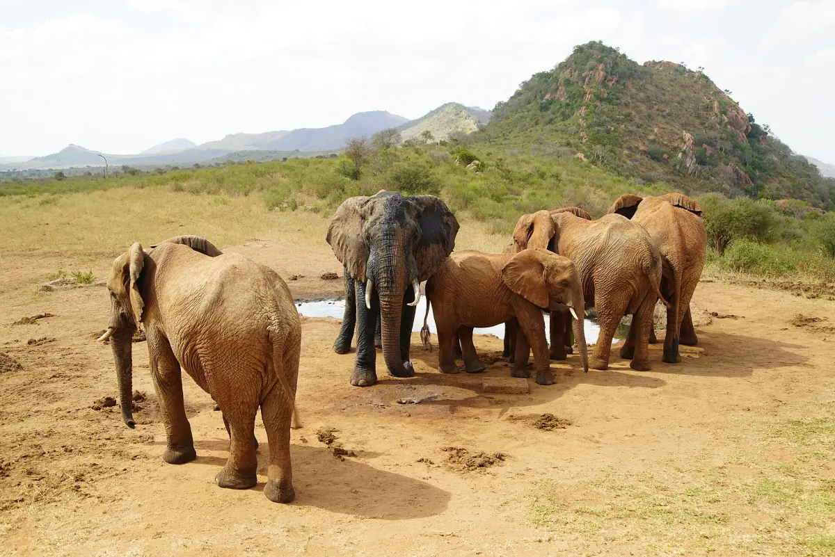 Elephants and calves gathered at a waterhole below a rocky hill in Tsavo West